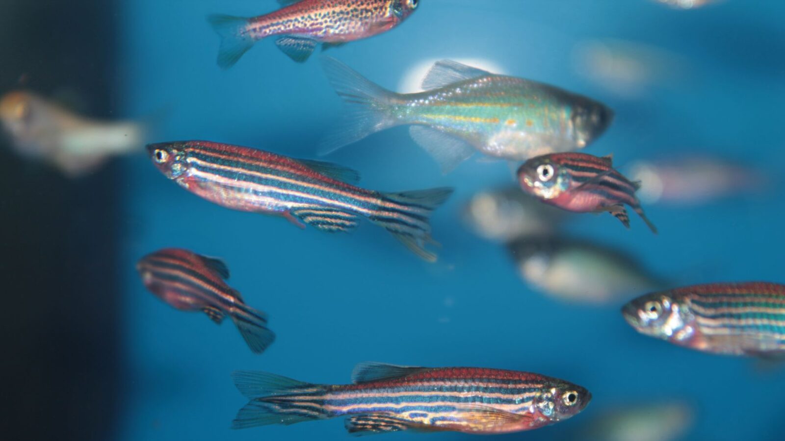 Danio1
