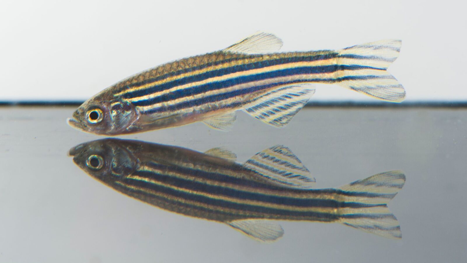 Danio pręgowany